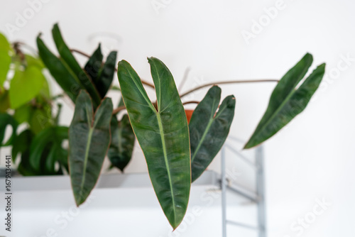Detailansicht eines Philodendron-Blattes Billietiae im Regal, als Teil der Inneneinrichtung