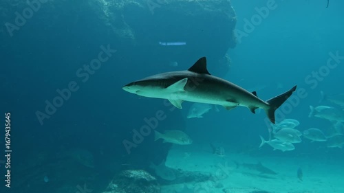 Wallpaper Mural Juvenile sand tiger shark (Carcharias taurus) swims mid-water in a clear aquarium Torontodigital.ca