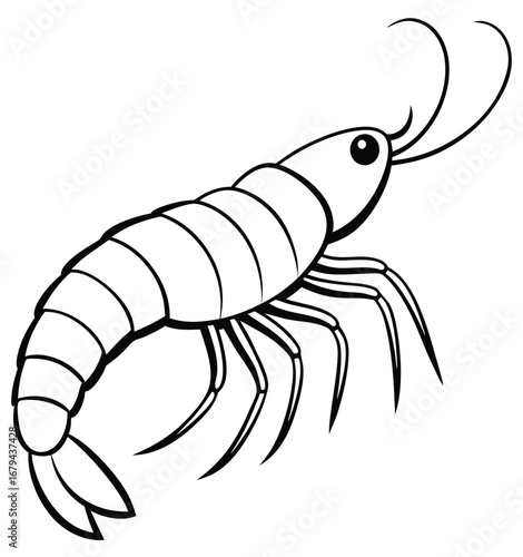 Detailed black and white line drawing of a shrimp