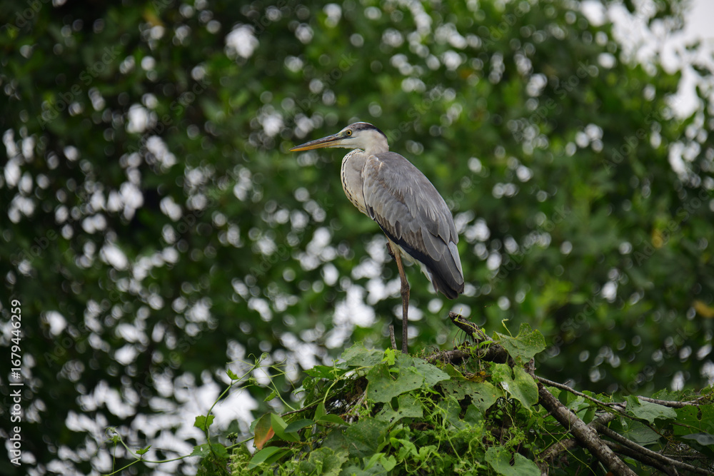 Fototapeta premium A beautiful grey heron with a long orange beak stands perched on a branch, its feathers a soft blend of grey and blue. The background is a bokeh of green and white.