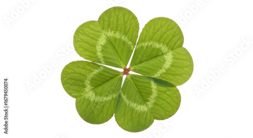 Принти на полотні Isolated Four Leaf Clover