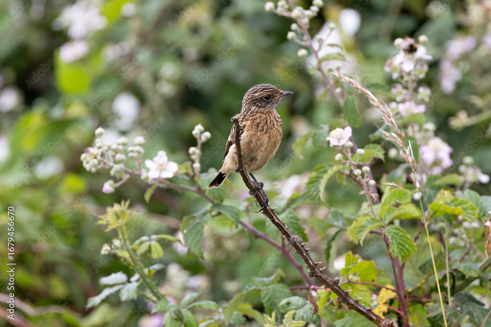 Fototapeta premium Juvenile European Stonechat (Saxicola rubicola), common in coastal scrub and heathland across Europe