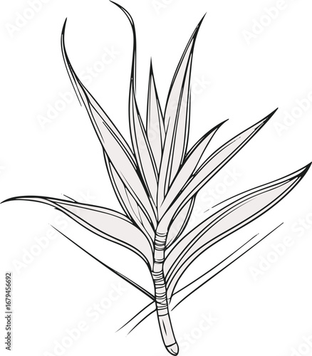 Aloe vera leaf line art, minimal black ink outline, abstract skincare botanical vector 1