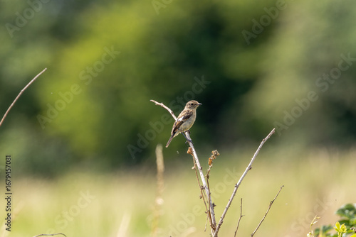Photography Juvenile European Stonechat (Saxicola rubicola), common in coastal scrub and hea