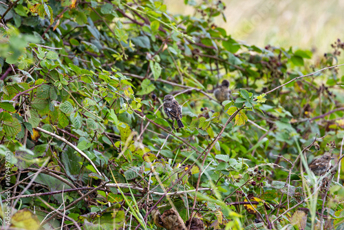 Canvas Print Juvenile European Stonechat (Saxicola rubicola), common in coastal scrub and hea