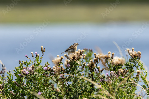 Photography Juvenile European Stonechat (Saxicola rubicola), common in coastal scrub and hea