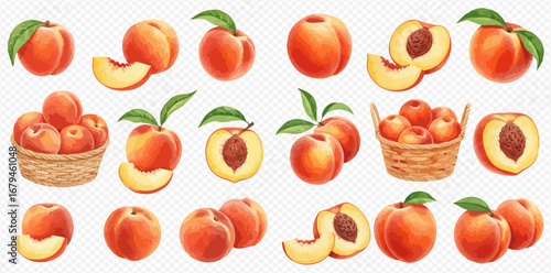 A collection of ripe peaches illustrated in watercolor style, showing whole fruits, slices, halves, and baskets.