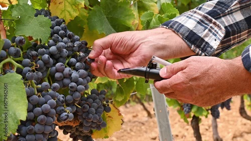 Cannonau grapes. The agronomist in the vineyard collects and squeezes the grapes on the refractometer to measure the sugar content. Traditional agriculture. Sardinia. 4k resolution.