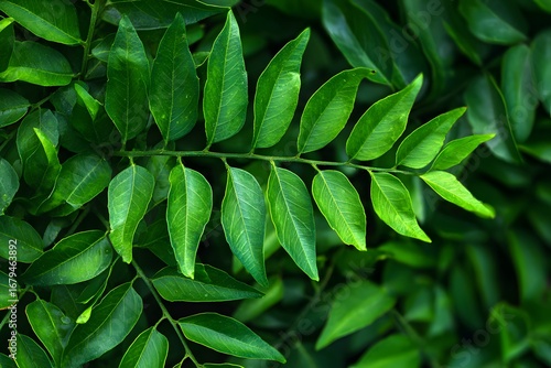 Wallpaper Mural Top view of a cluster of curry leaves, detailed texture of the small pinnate leaflets, set against a natural green background. Torontodigital.ca