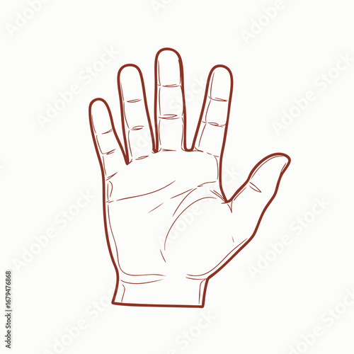 Hand illustration showcasing five fingers with a clean background, ideal for educational or design purposes