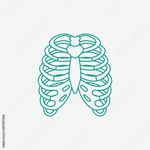 Stylized illustration of human ribcage anatomy showcasing detailed bone structure on a clean background