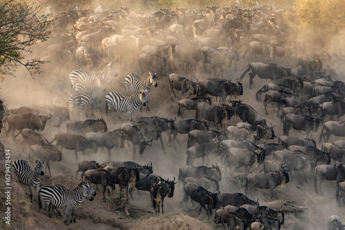 The great wildebeest migration in Africa 