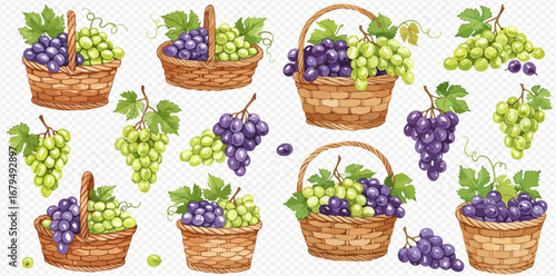 A collection of watercolor illustrations showing ripe green and purple grapes in rustic wicker baskets and as individual bunches.