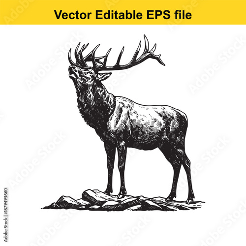 An elk majestic stag standing on rocks, isolated on white background