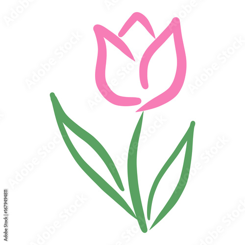 pink tulip flower
