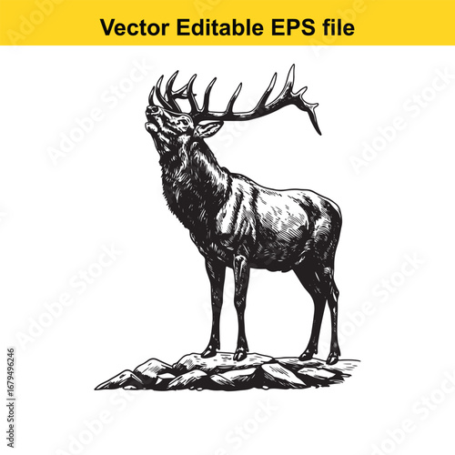 An elk majestic stag with large antlers standing on rocks, isolated on white background