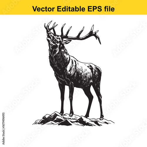 An elk majestic stag with large antlers standing on rocks, isolated on white background