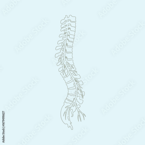 Abstract representation of a spine with intricate details, set against a soft blue background, symbolizing health and wellness