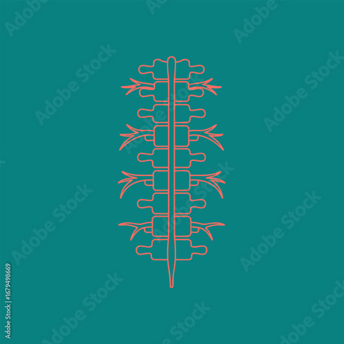 Illustration of a human spine with detailed vertebrae and nerve branches on a teal background, suitable for educational use