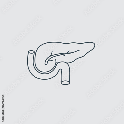 Illustration of human digestive system highlighting the liver and connecting ducts, showcasing anatomical details for educational use