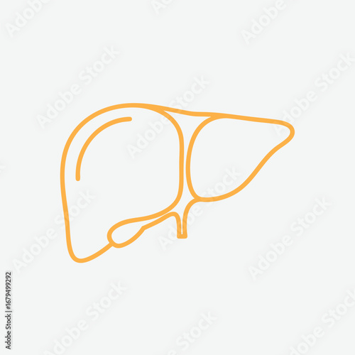 Simplified illustration of a human liver, showcasing its anatomical features against a clean background for educational purposes