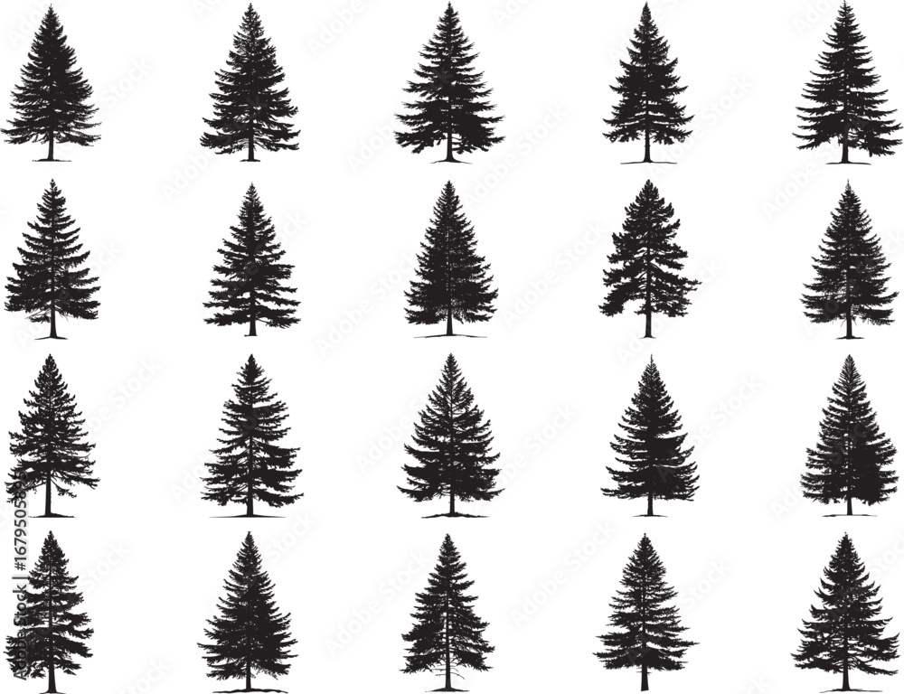 Fototapeta premium Conifer Pine Tree Silhouette SVG
