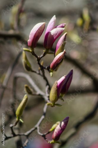 Magnolia blossoms on a flowering tree captured in springtime. Close-up of delicate petals and subtle details evoke a sense of renewal and charm. The blurred backdrop enhances