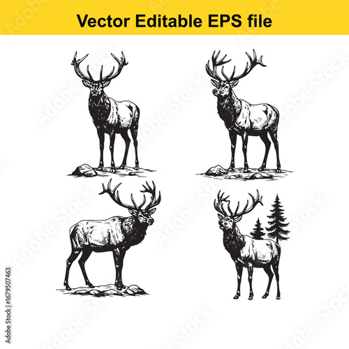 An elk four elk in different poses, isolated on white background