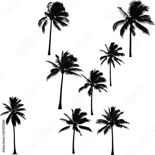 Silhouettes of tropical palm trees blowing in wind, black isolated trees on white background, perfect for beach, summer, nature design