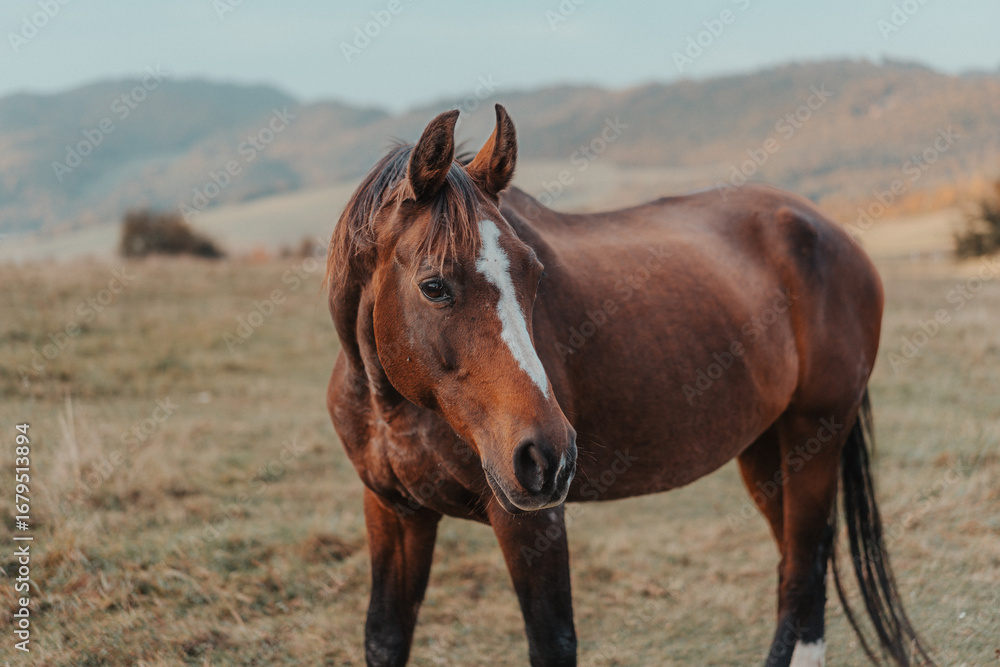 Fototapeta premium horses in a meadow in autumn