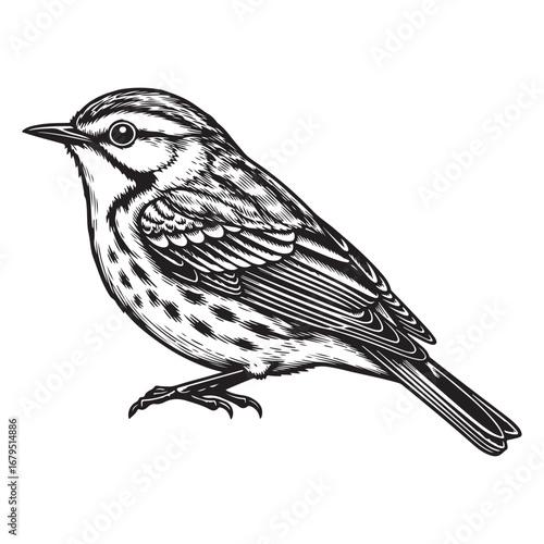 Detailed black and white engraving of a small bird perched on white background animal wildlife