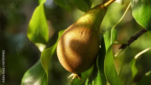 Fresh pear ripe on tree branches in dappled light