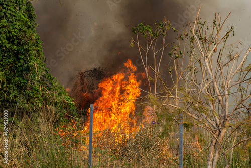 Chama de fogo queimando a vegetação em um bosque. Crime ambiental. Queimada.