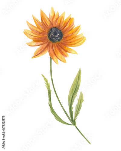 Orange flower on stem with green leaves watercolor illustration on isolated background. Wild blooming yellow sunflower or daisy chamomile. Floral element for invitations, autumn decoration.