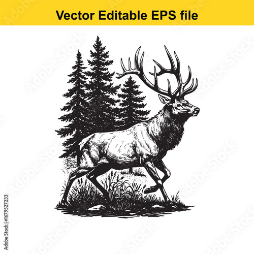 An elk majestic stag with large antlers walking in a forest with pine trees