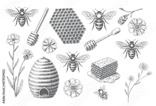 Vintage honeybee collection in botanical engraving style.