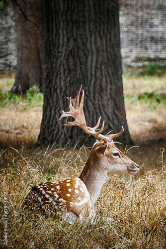 Resting Spotted Deer with Antlers by Tree in Grassland

