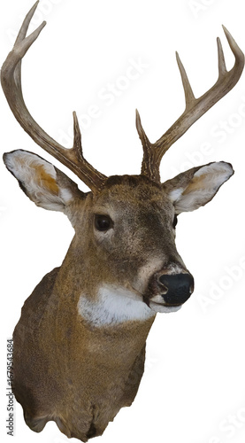 A buck with antlers mounted, with a transparent background