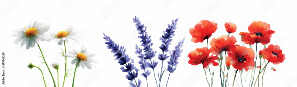 Fototapeta premium Watercolor set of field flowers. Red poppies, white daisies and lavender. Herbarium of field and meadow flowers. Garden, meadow, field elements. Vector illustration.