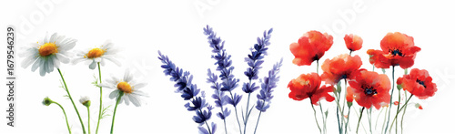 Watercolor set of field flowers. Red poppies, white daisies and lavender. Herbarium of field and meadow flowers. Garden, meadow, field elements. Vector illustration.
