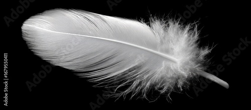 Light gray feather against black background