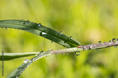 drops of dew on a grass
