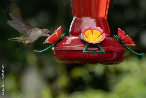 Hummingbird on the feeder