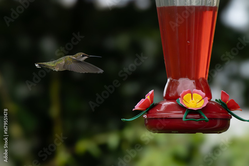 hummingbird in flight to the feeder