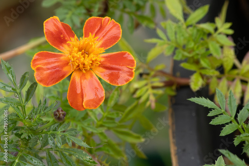 Marigold in the garden