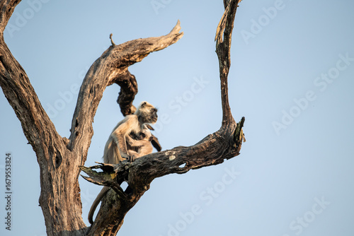 Photography Northern plains gray langur breastfeeding on a tree in india