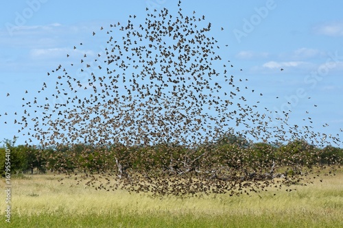 Blutschnabelwebervögel (quela quela) fliegen zum Wasserloch im Etoscha Nationalpark