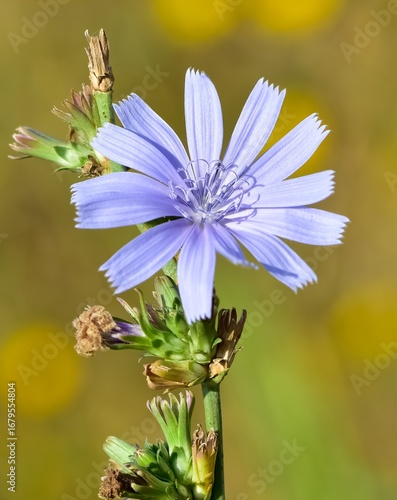 Medicinal wild plants and flowers. Blue chicory photos.