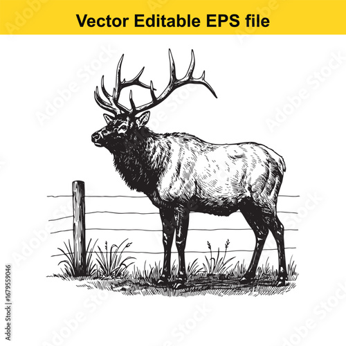 An elk majestic bull elk standing proudly in a field with a rustic fence and grass