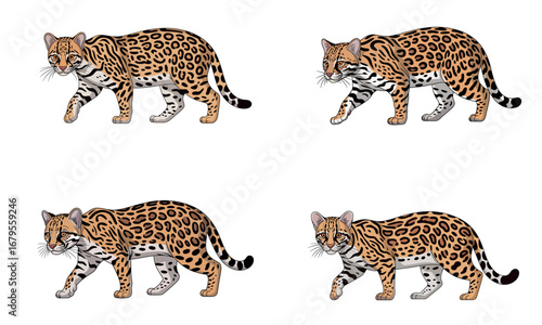 Ocelot wild cat leopard illustration with spotted fur design for wildlife and animal concept 
